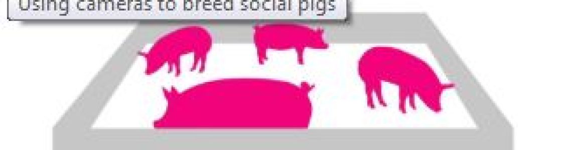 using-cameras-to-breed-social-pigs